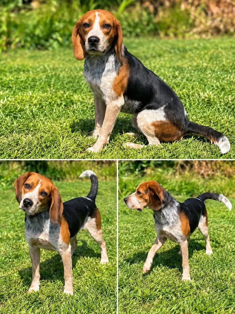 An adult medium-sized male Beagle dog named Dewy for adoption in Westwood, NJ