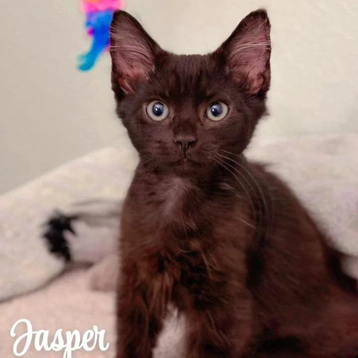 Jasper thumbnail 2
