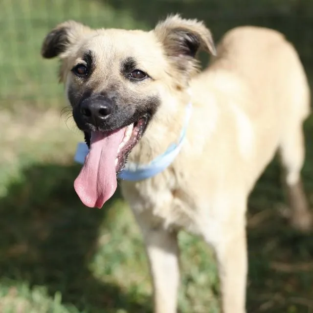 A young medium-sized male Shepherd dog named Sherman for adoption in San Antonio, TX