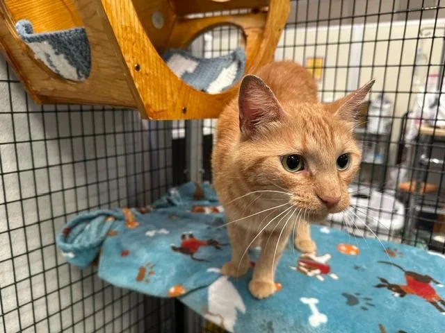 A young medium-sized male Domestic Short Hair cat named Gourgeist for adoption in Raleigh, NC