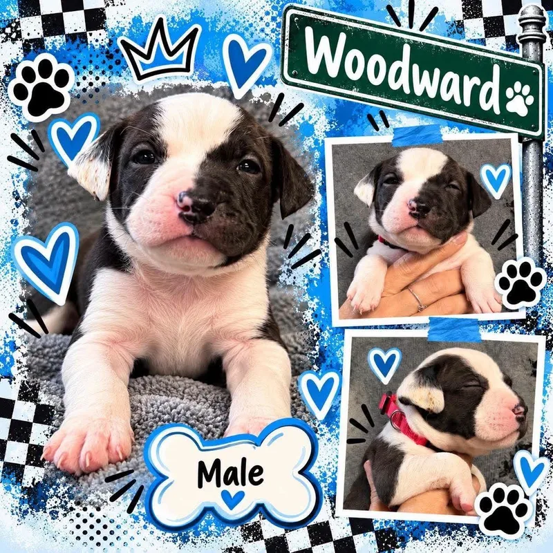 A baby medium-sized male Mixed Breed dog named Woodward for adoption in Pleasant Ridge, MI