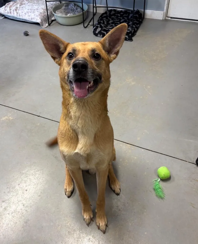 A young large-sized male German Shepherd Dog dog named Ryker for adoption in Hartford City, IN