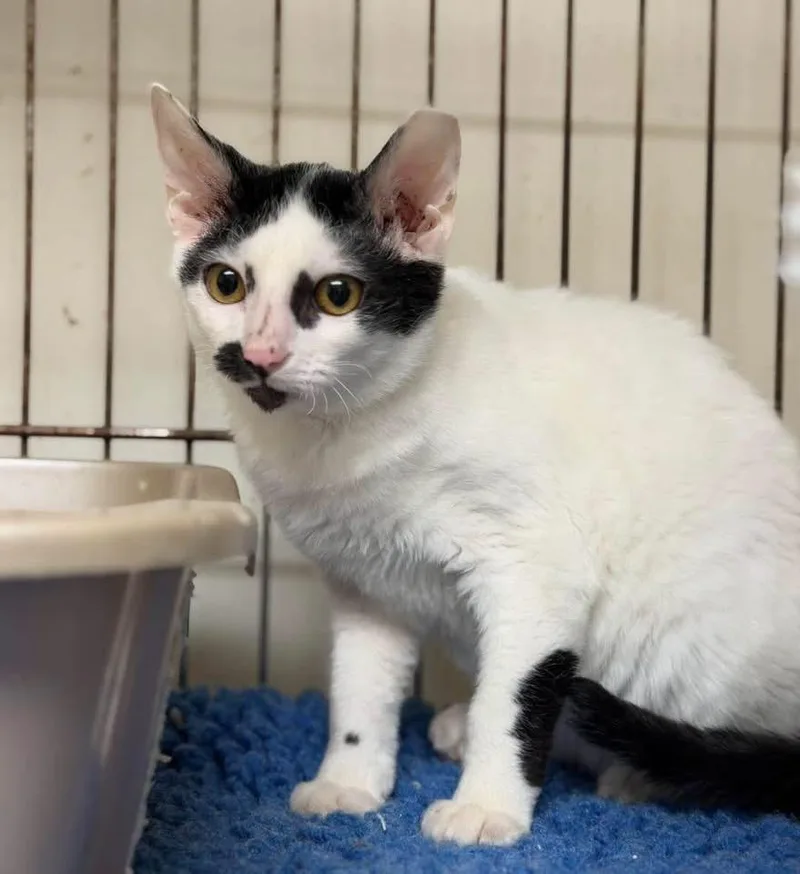 A baby medium-sized female Devon Rex cat named Latte for adoption in Lutz, FL