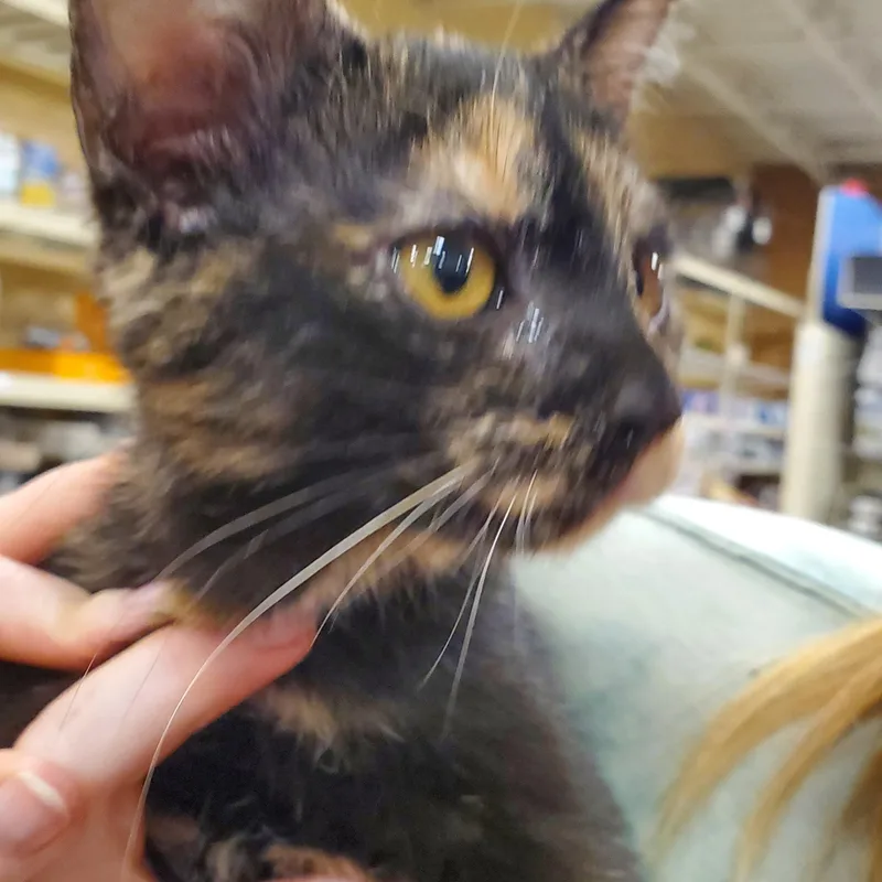 A baby small-sized female Tortoiseshell cat named Bella for adoption in Muncie, IN