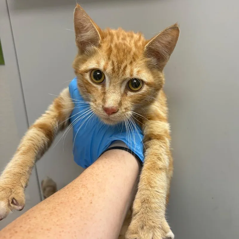 A young small-sized male Orange / Red Domestic Short Hair cat named Rodney for adoption in Columbiana, AL