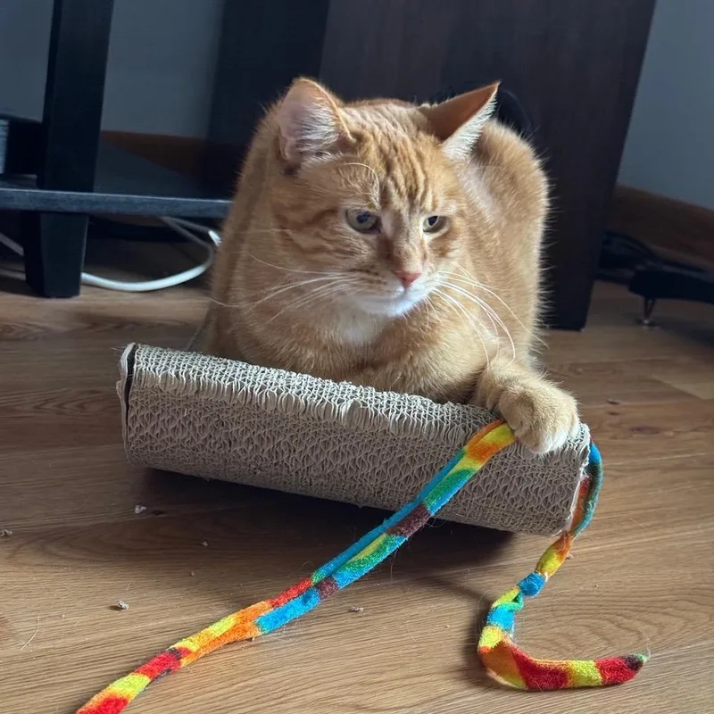 An adult medium-sized female Tabby (Orange / Red) Domestic Short Hair cat named Ruby for adoption in Chicago, IL