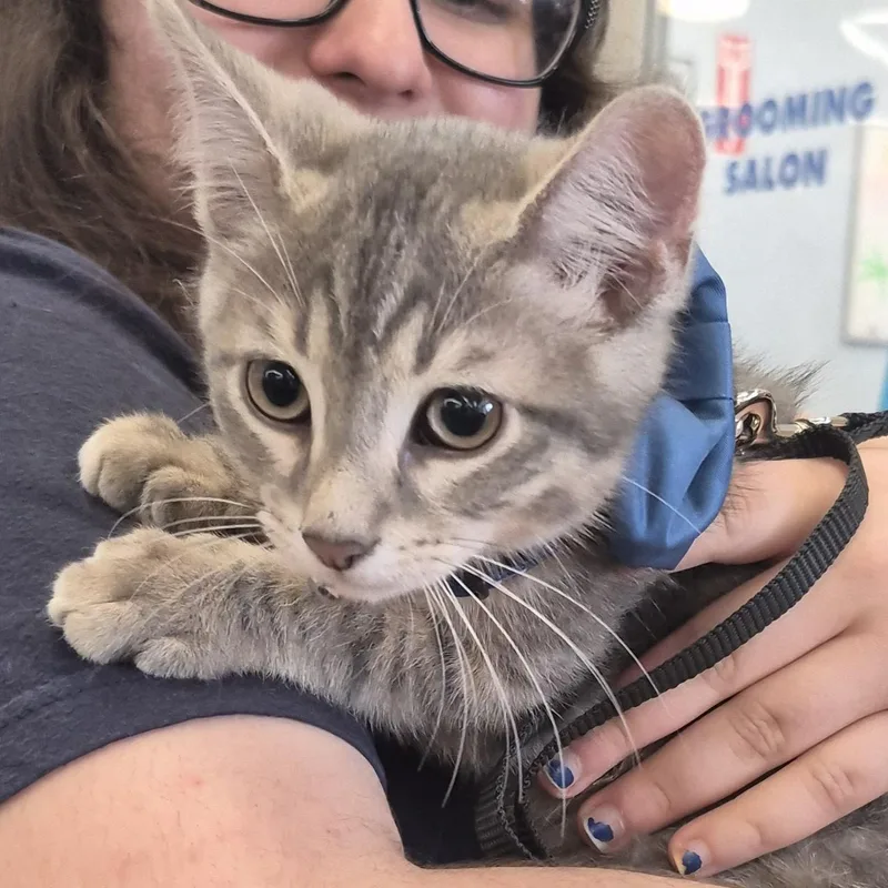 A baby medium-sized male Domestic Short Hair cat named Peaches for adoption in Aurora, IL