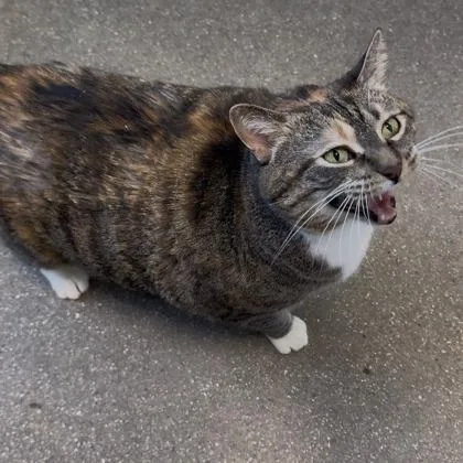 A senior large-sized female Domestic Short Hair cat named Marsala for adoption in Janesville, WI