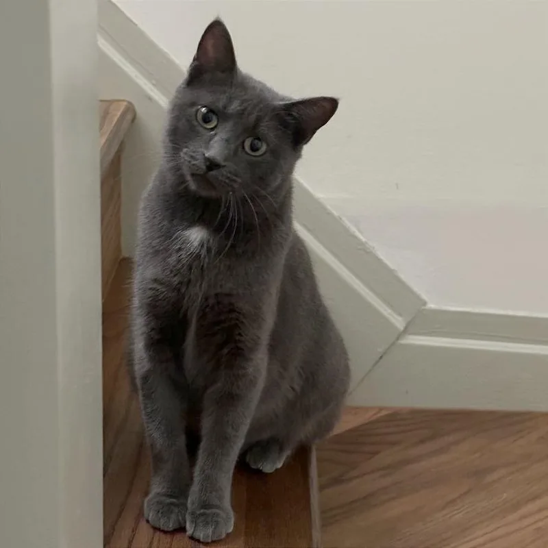 A young medium-sized female Gray / Blue / Silver Domestic Short Hair cat named Gracie for adoption in Traverse City, MI