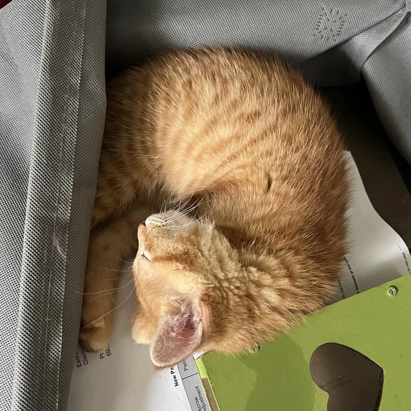 A baby small-sized male Orange / Red Domestic Short Hair cat named Iris for adoption in Greensboro, NC