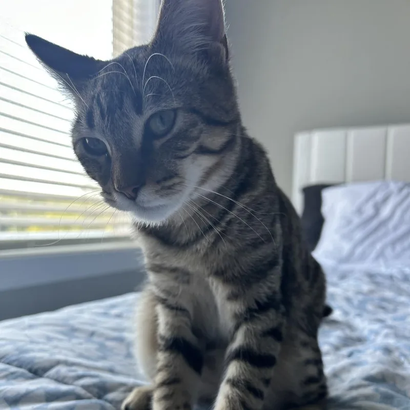 A baby small-sized male Brown / Chocolate Domestic Short Hair cat named Wood for adoption in Lynchburg, VA