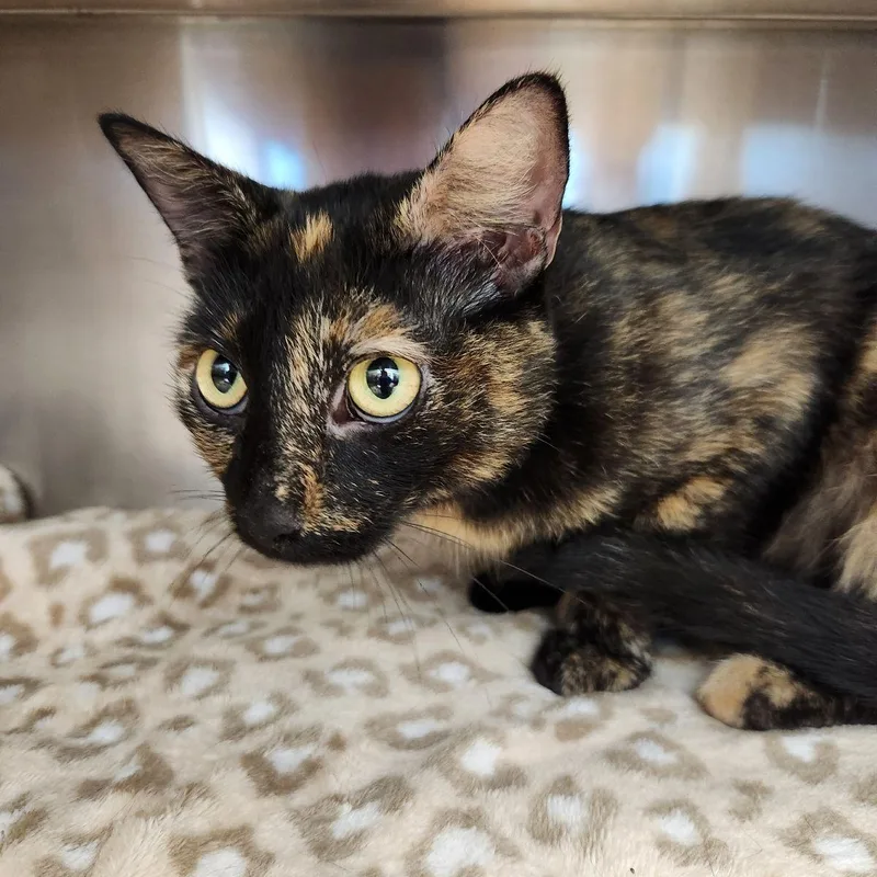 A young medium-sized female Tortoiseshell Domestic Short Hair cat named Betty for adoption in Liberty, MO