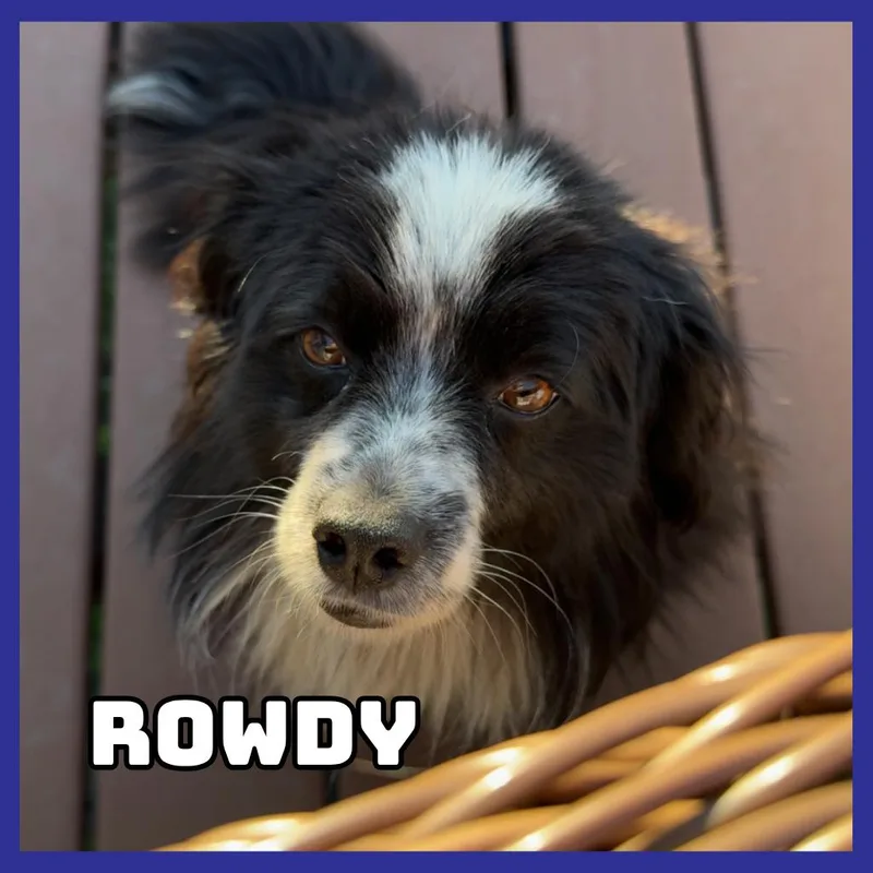 Rowdy