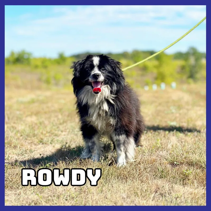 Rowdy thumbnail 2