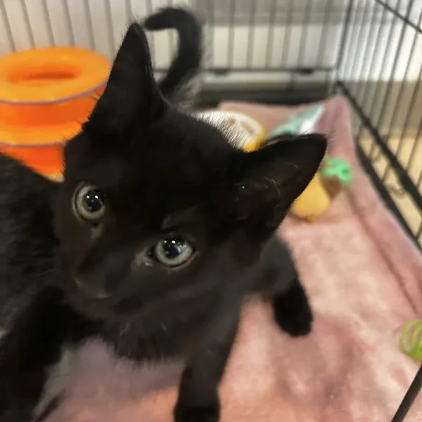 A baby medium-sized male Domestic Short Hair cat named English Breakfast for adoption in Oakland, CA