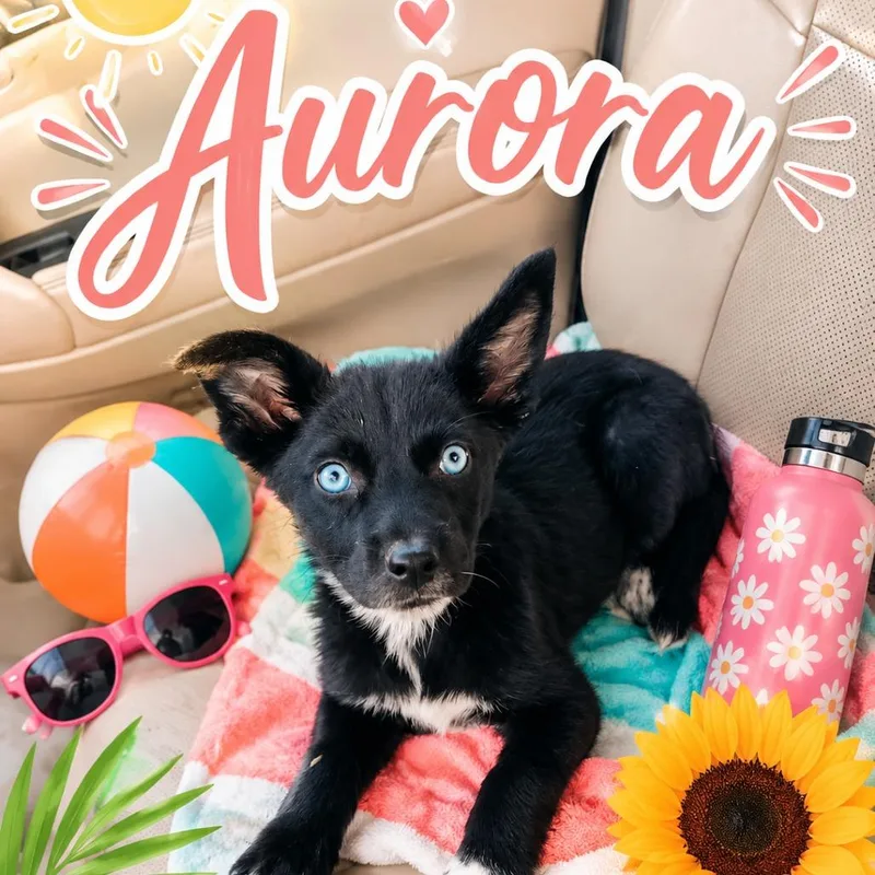 A baby medium-sized female Black Siberian Husky dog named Aurora for adoption in Cleveland, TN