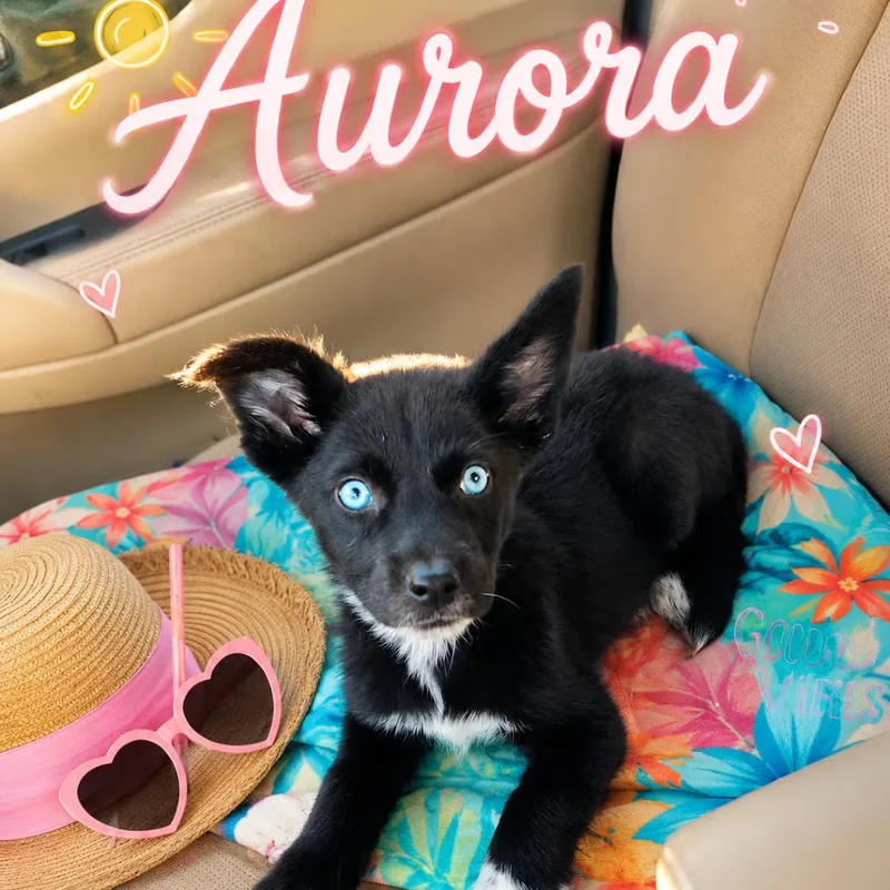 Aurora thumbnail 2