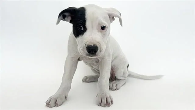 A baby small-sized female Pit Bull Terrier dog named Ethel for adoption in Saint Louis, MO
