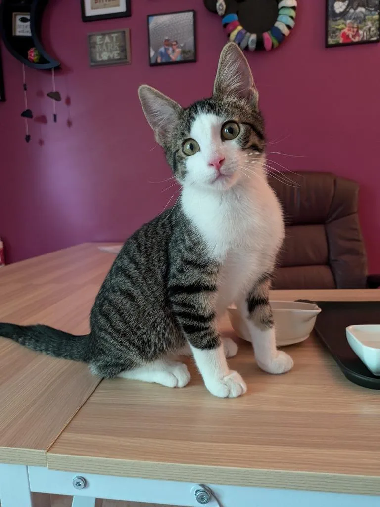 A baby small-sized male Domestic Short Hair cat named Woodstock for adoption in Ballwin, MO