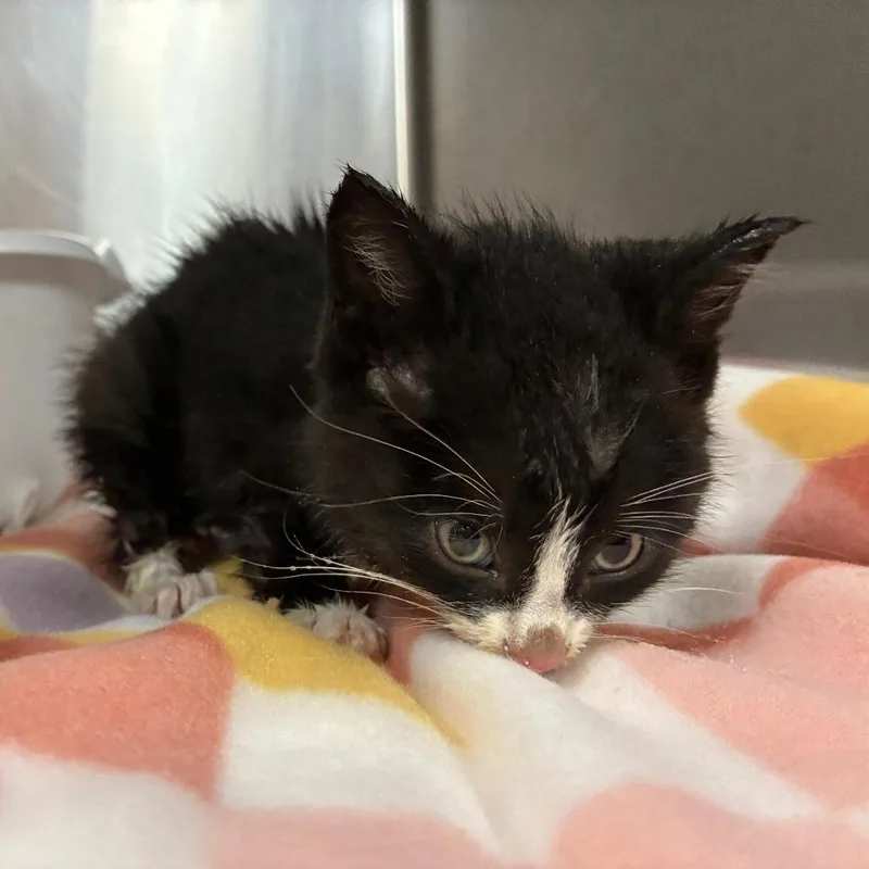 A baby small-sized male Black Domestic Medium Hair cat named Pioneer for adoption in Gadsden, AL