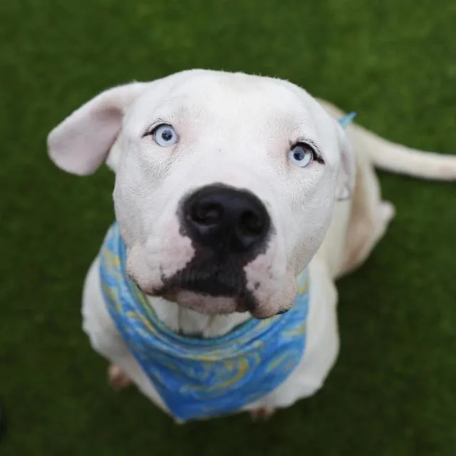 A young medium-sized male American Staffordshire Terrier dog named Caleb for adoption in San Antonio, TX
