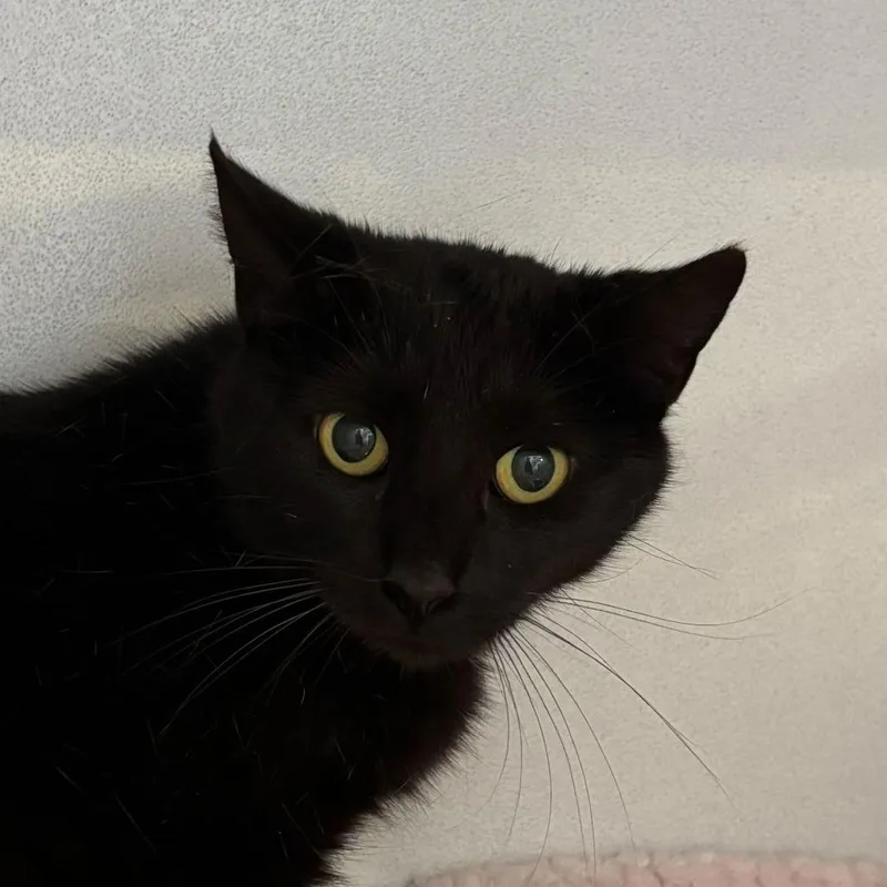 An adult medium-sized female Black Domestic Short Hair cat named Chess for adoption in Louisville, KY