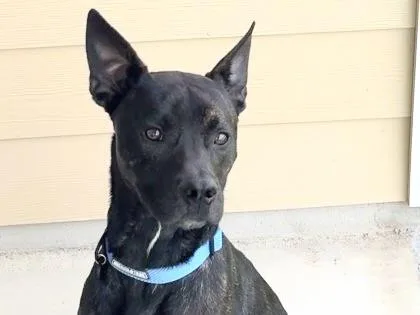 An adult medium-sized male Black Mixed Breed dog named Corbin for adoption in Georgetown, TX