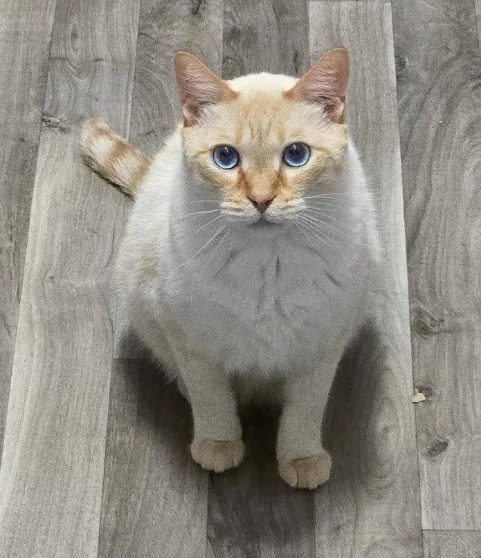 An adult small-sized male Siamese cat named Sam for adoption in Mankato, MN