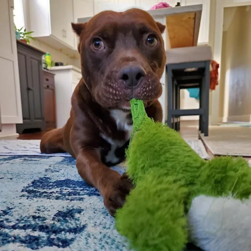 Rigatoni thumbnail 4