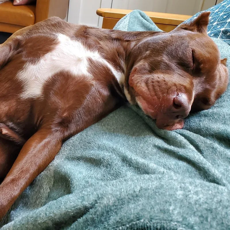 Rigatoni thumbnail 5