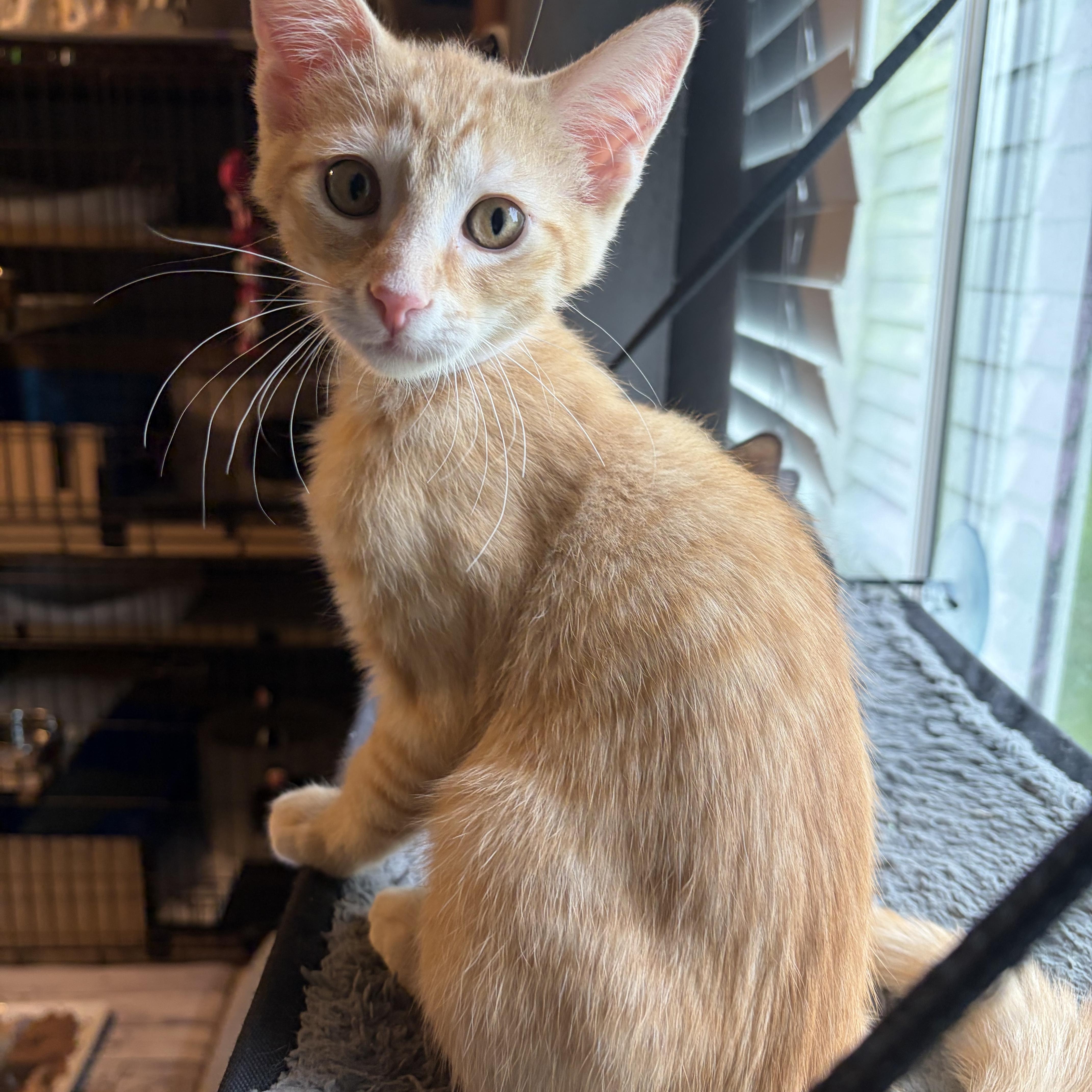 A baby medium-sized male Tabby (Orange / Red) Domestic Short Hair cat named Mikael for adoption in South Lyon, MI
