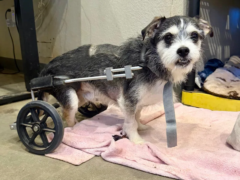 An adult small-sized male Gray / Blue / Silver Miniature Schnauzer dog named Fang for adoption in Marble Falls, TX