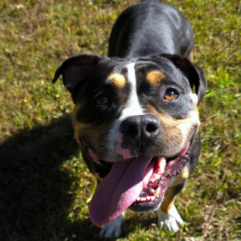 An adult small-sized male Pit Bull Terrier dog named Zack for adoption in Michigan City, IN