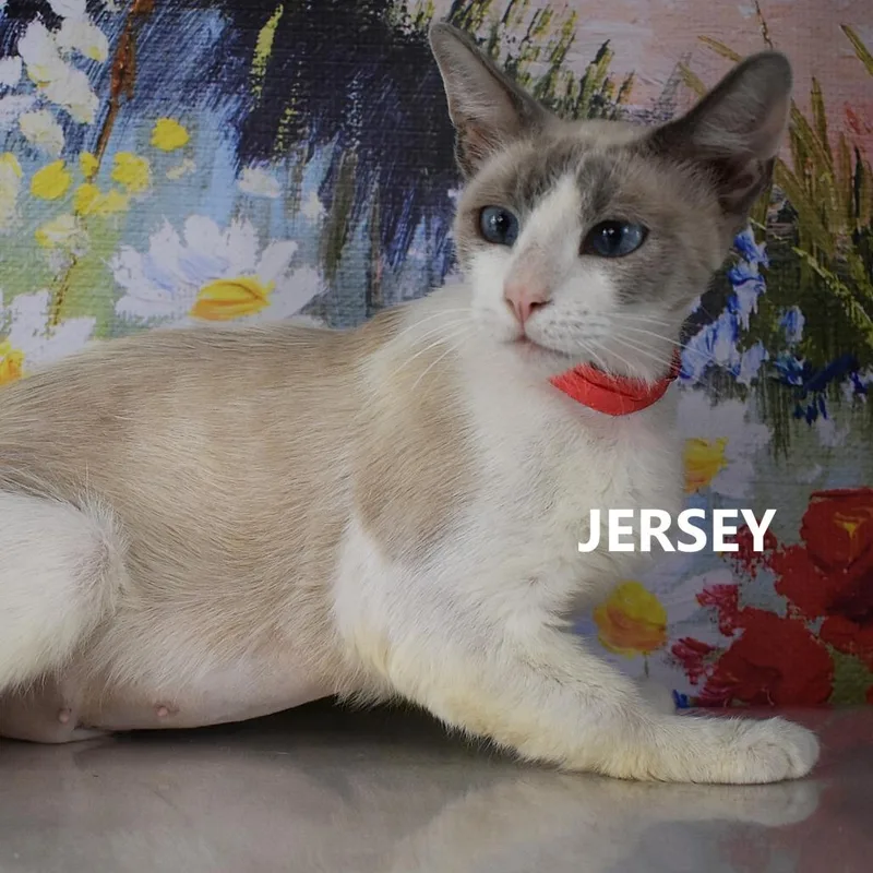 Jersey