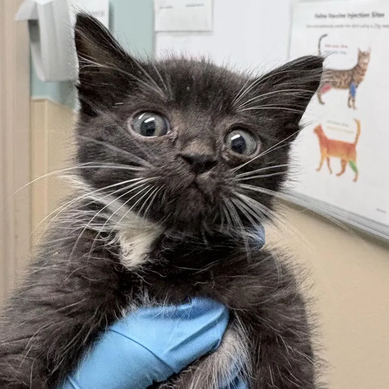 A baby small-sized male Domestic Short Hair cat named Sploot for adoption in Tacoma, WA