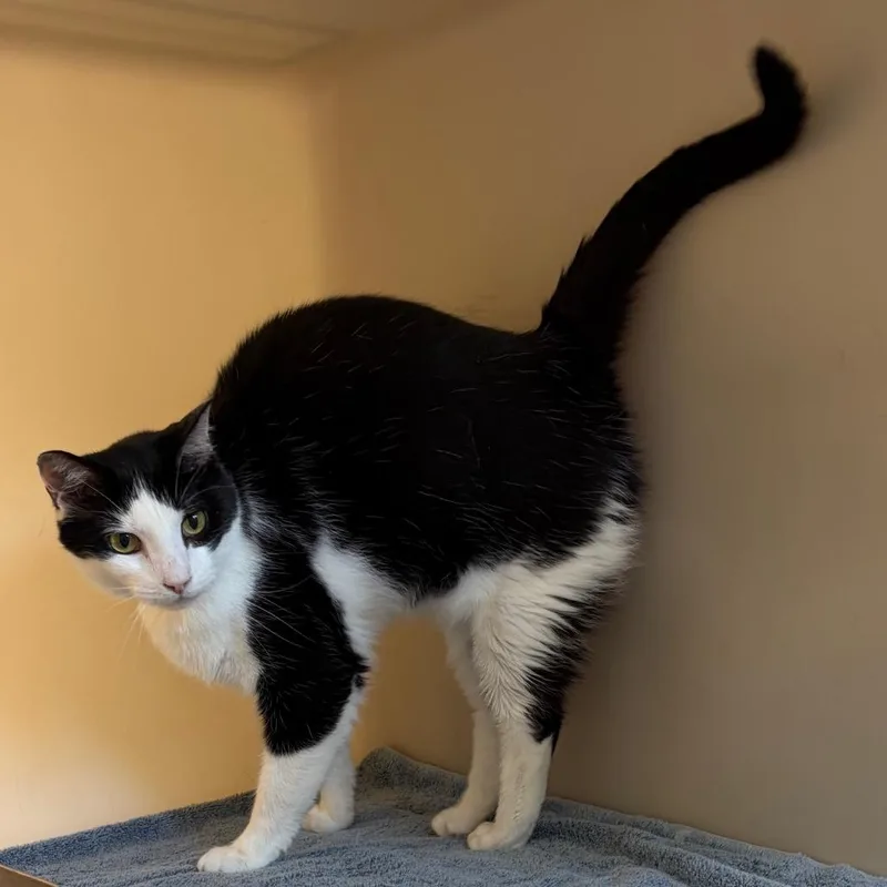 A senior large-sized female Black Domestic Short Hair cat named Sushi for adoption in Harrisonburg, VA