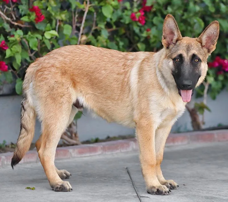 A baby large-sized male Black German Shepherd Dog dog named Banjo Von Beuren for adoption in Los Angeles, CA