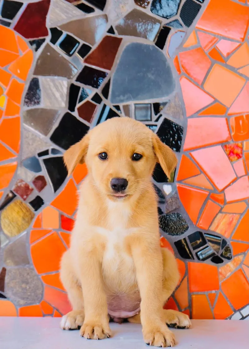 Spain Pup Palma