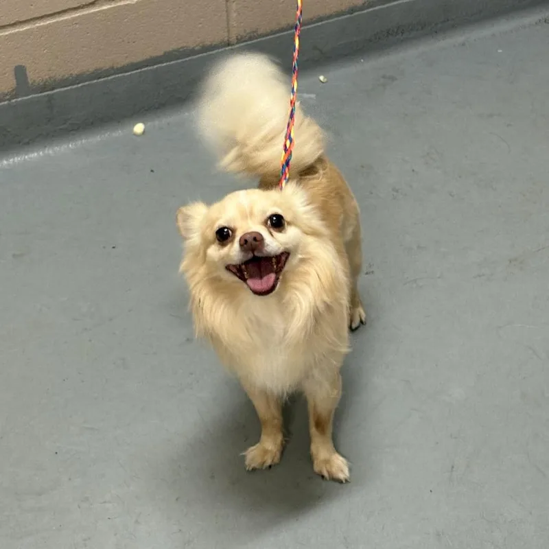 An adult small-sized male Yellow / Tan / Blond / Fawn Pomeranian dog named Miss Coraline for adoption in Tacoma, WA