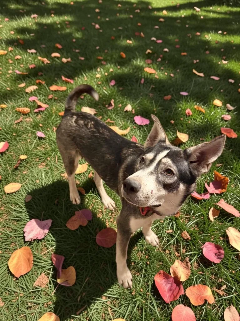 A baby medium-sized male Siberian Husky dog named Zeus for adoption in Sumter, SC