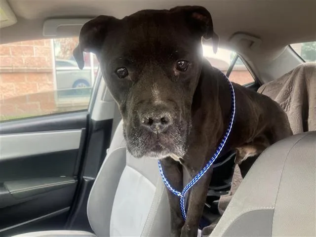 An adult large-sized male American Staffordshire Terrier dog named Maui for adoption in San Antonio, TX
