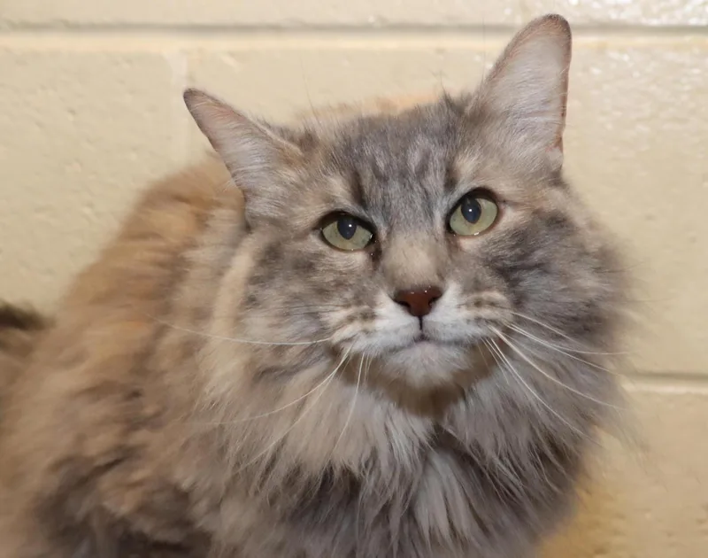 A senior large-sized female Dilute Tortoiseshell Maine Coon cat named Daisy Mae for adoption in Euclid, OH