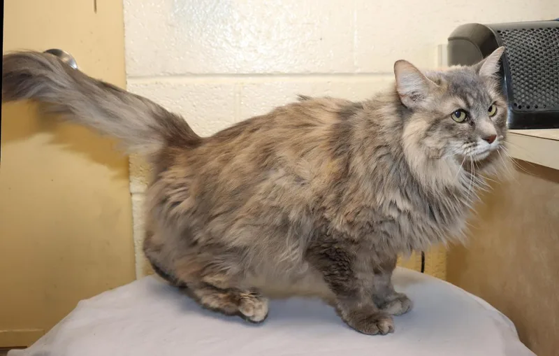Daisy Mae thumbnail 4