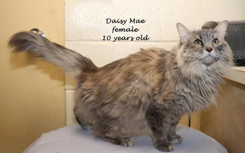 Daisy Mae thumbnail 6