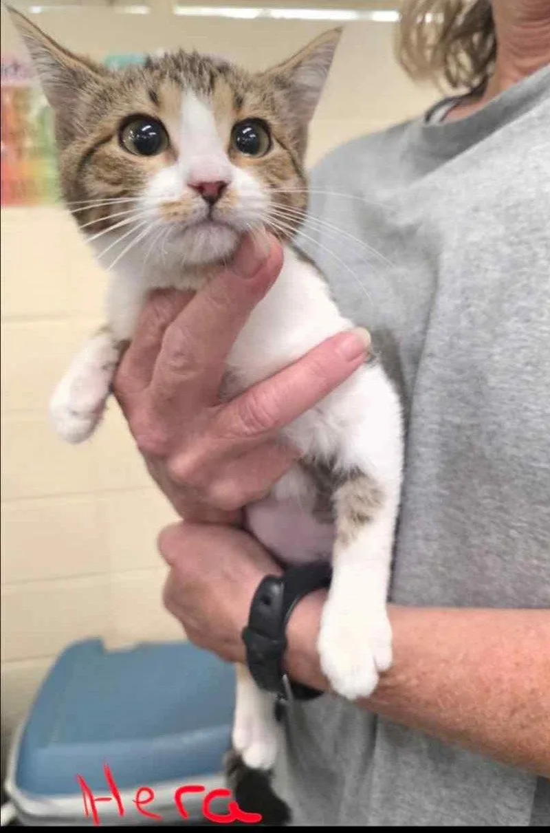 A baby small-sized female Domestic Short Hair cat named Hera C Harrell for adoption in Saunderstown, RI