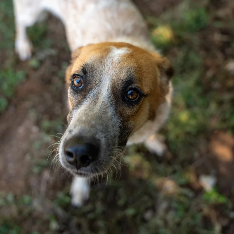 A young medium-sized female Hound dog named Honey for adoption in Gainesville, GA