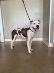 A baby medium-sized male Tricolor (Brown, Black, & White) Pit Bull Terrier dog named Boozer for adoption in Sterling, CO