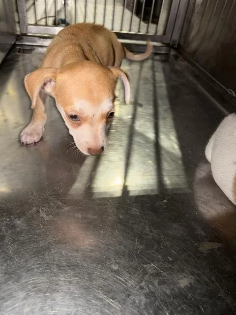 A baby small-sized male Mixed Breed dog named Lee for adoption in Dallas, TX