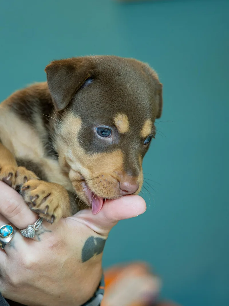 A baby large-sized female Red / Chestnut / Orange Rottweiler dog named Kona for adoption in Globe, AZ