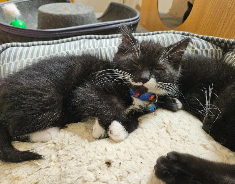 A baby medium-sized male Black & White / Tuxedo Domestic Short Hair cat named Beetle for adoption in China Township, MI